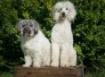 /album/quinto-varios/h-407-perritos-poodle-jpg/